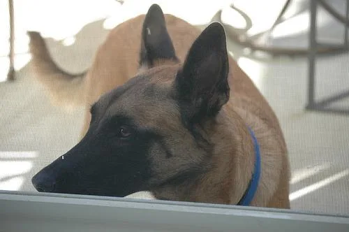Malinois #19, a Belgian Malinois in the PetMatch pool