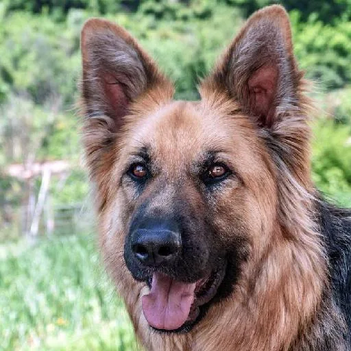 Mixed #2117, a German Shepherd in the PetMatch pool
