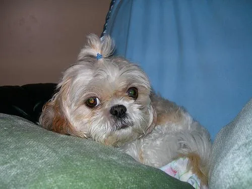 Shih Tzu #116, a Shih Tzu in the PetMatch pool