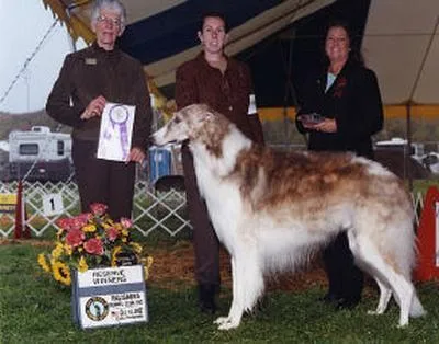 Borzoi #46, a Borzoi in the PetMatch pool