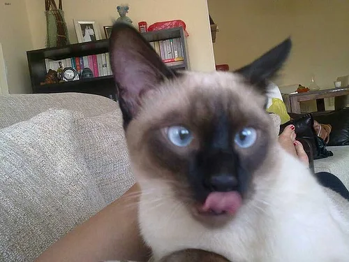 Siamese #43, a Siamese in the PetMatch pool