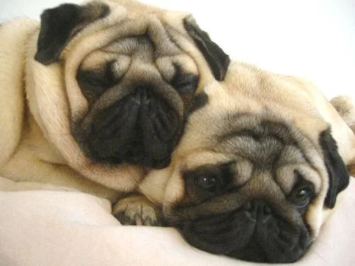 Pug #39, a Pug in the PetMatch pool