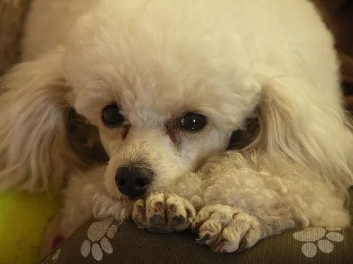 Toy Poodle #86, a Poodle in the PetMatch pool