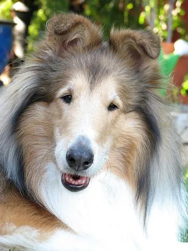 Collie #89, a Collie in the PetMatch pool