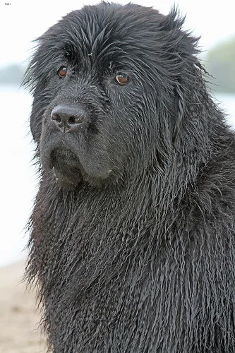 newfoundland #95, a Newfoundland in the PetMatch pool