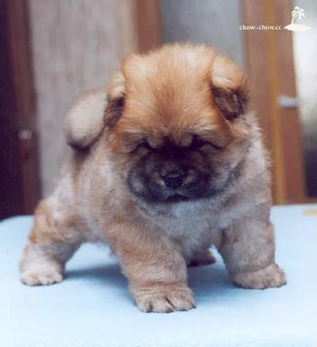 Chow #27, a Chow Chow in the PetMatch pool