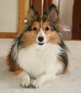 Shetland Sheepdog #64, a Shetland Sheepdog in the PetMatch pool