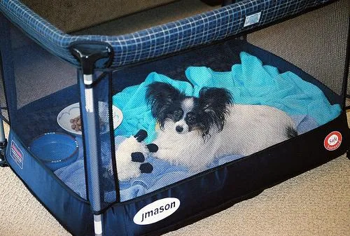 Papillon #35, a Papillon in the PetMatch pool