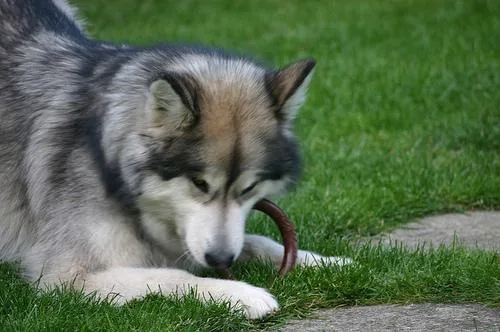 Malamute #86, a Alaskan Malamute in the PetMatch pool