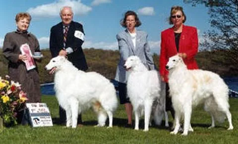 Borzoi #117, a Borzoi in the PetMatch pool
