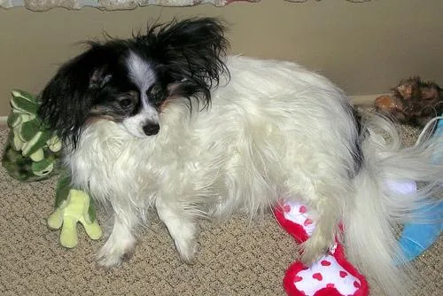 Papillon #70, a Papillon in the PetMatch pool