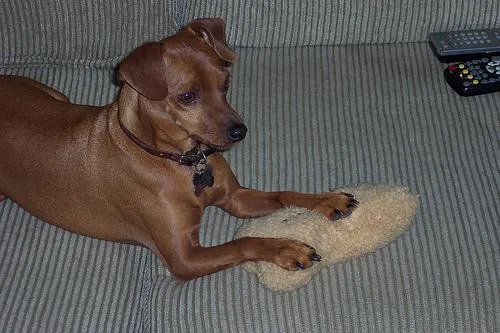 Miniature Pinscher #83, a Miniature Pinscher in the PetMatch pool