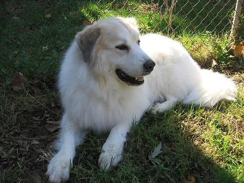 Great Pyrenees #54, a Great Pyrenees in the PetMatch pool
