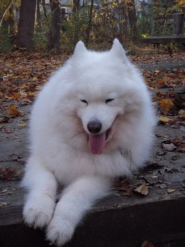 samoyed #51, a Samoyed in the PetMatch pool