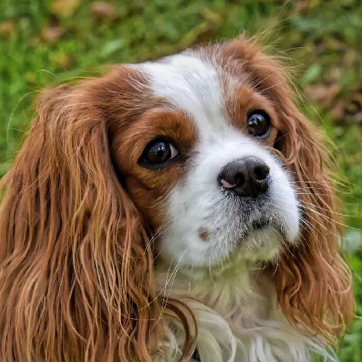 Mixed #2075, a Cavalier King Charles Spaniel in the PetMatch pool