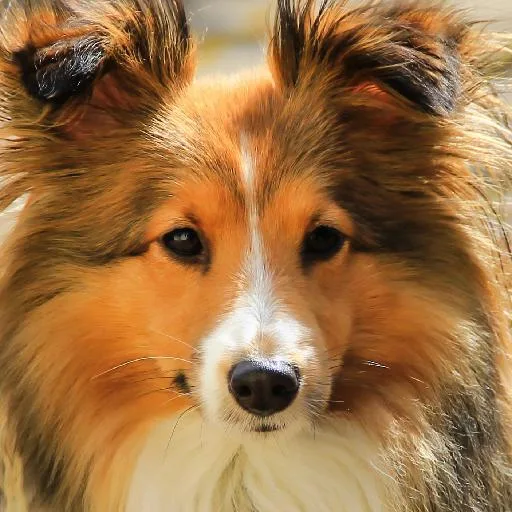 Mixed #176, a Shetland Sheepdog in the PetMatch pool