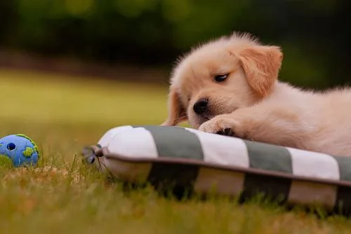 Golden Retriever #29, a Golden Retriever in the PetMatch pool