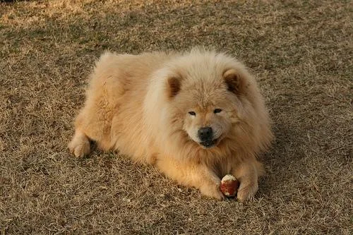 Chow #65, a Chow Chow in the PetMatch pool