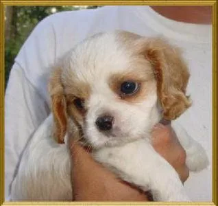 Blenheim Spaniel #10, a Cavalier King Charles Spaniel in the PetMatch pool