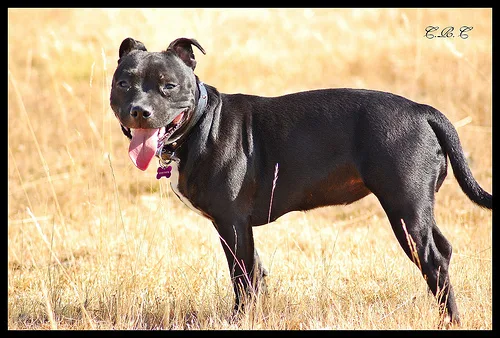staffordshire bull terrier #56, a Staffordshire Bull Terrier in the PetMatch pool