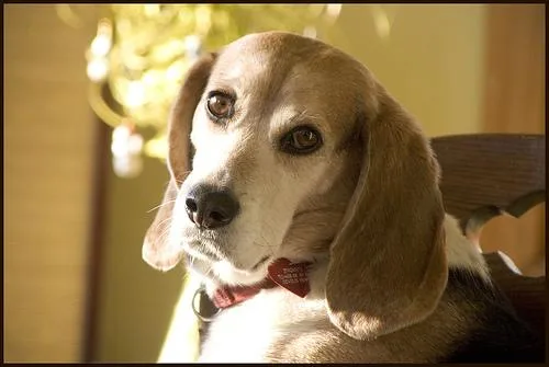Beagle #15, a Beagle in the PetMatch pool