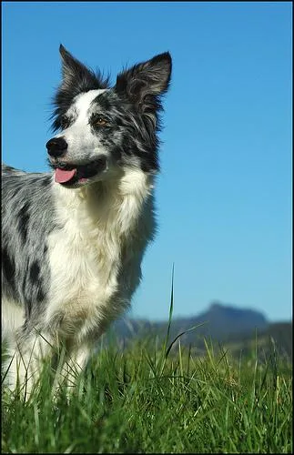 Border Collie #99, a Border Collie in the PetMatch pool