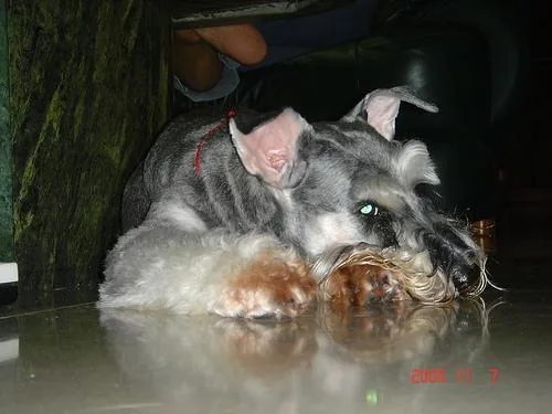 Miniature Schnauzer #58, a Miniature Schnauzer in the PetMatch pool