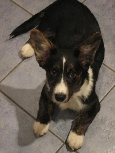 Cardigan #58, a Cardigan Welsh Corgi in the PetMatch pool