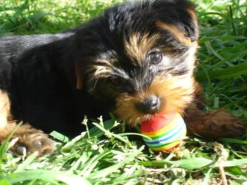 Yorkshire Terrier #35, a Yorkshire Terrier in the PetMatch pool