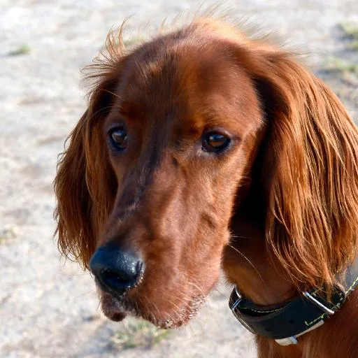 Mixed #415, a Irish Setter in the PetMatch pool