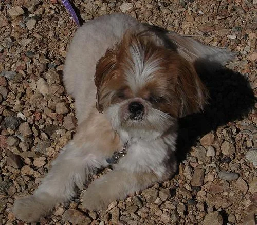 Shih Tzu #21, a Shih Tzu in the PetMatch pool