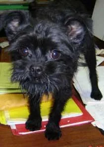 Affenpinscher #57, a Affenpinscher in the PetMatch pool