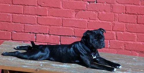 Staffordshire Bullterrier #109, a Staffordshire Bull Terrier in the PetMatch pool