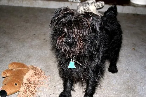 Affenpinscher #96, a Affenpinscher in the PetMatch pool