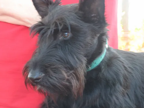 scottish terrier #130, a Scottish Terrier in the PetMatch pool