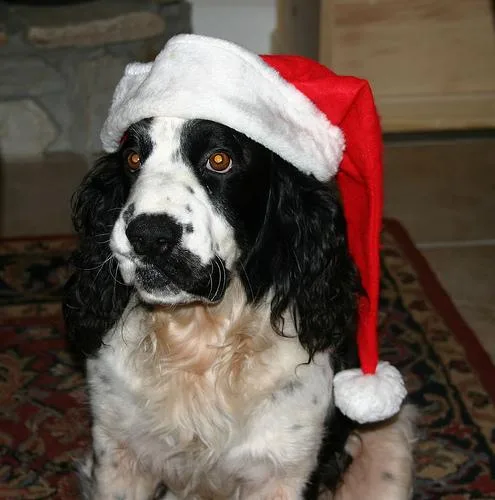 English Springer #50, a English Springer Spaniel in the PetMatch pool
