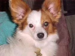 Papillon #117, a Papillon in the PetMatch pool