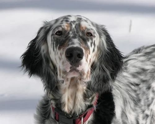 English Setter #116, a English Setter in the PetMatch pool