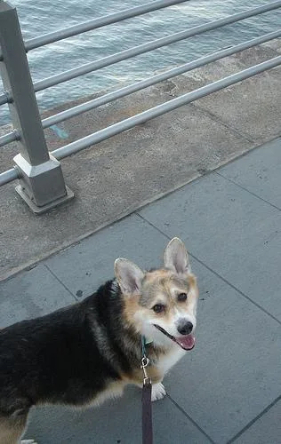 Pembroke #51, a Pembroke Welsh Corgi in the PetMatch pool