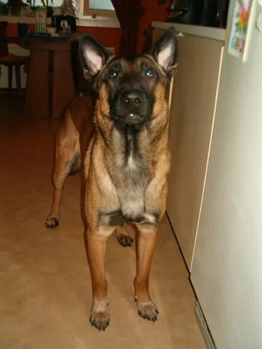 Malinois #103, a Belgian Malinois in the PetMatch pool