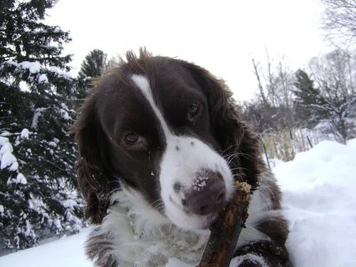 English Springer #106, a English Springer Spaniel in the PetMatch pool