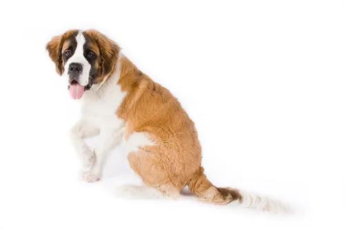 saint bernard #183, a Saint Bernard in the PetMatch pool