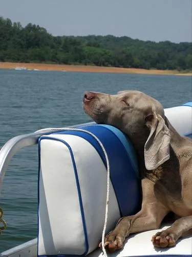 Weimaraner #120, a Weimaraner in the PetMatch pool