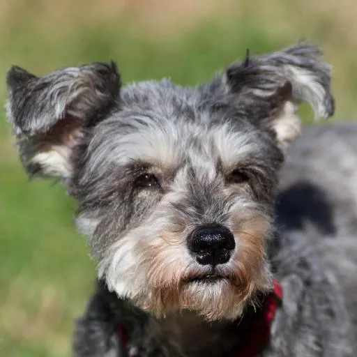 Mixed #1249, a Miniature Schnauzer in the PetMatch pool