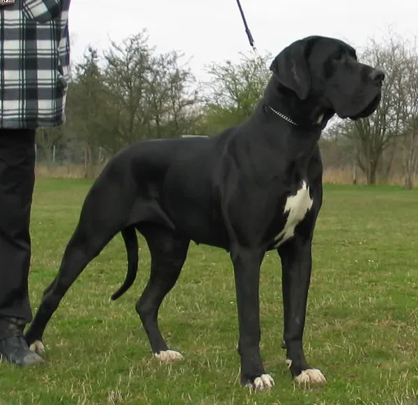 Great Dane #109, a Great Dane in the PetMatch pool