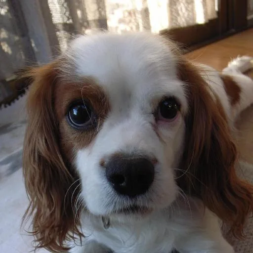 Mixed #1486, a Cavalier King Charles Spaniel in the PetMatch pool