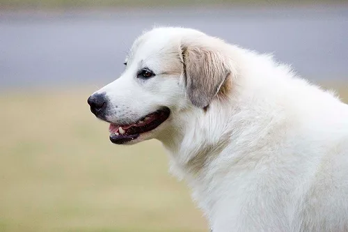 great pyrenees #128, a Great Pyrenees in the PetMatch pool