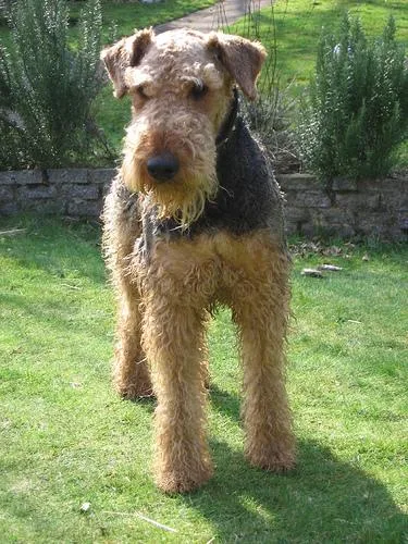 Airedale #59, a Airedale Terrier in the PetMatch pool