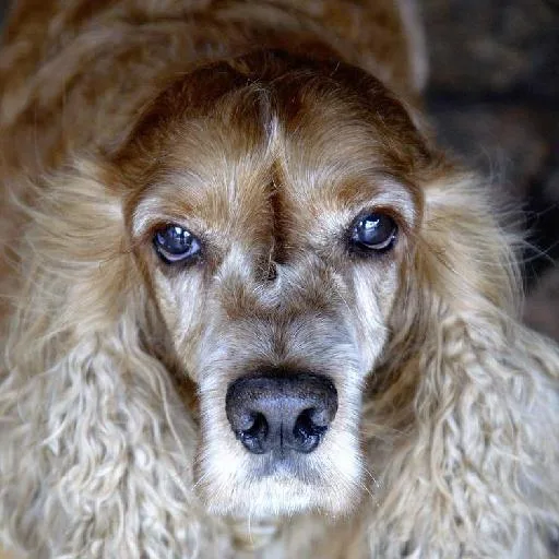 Mixed #5677, a Cocker Spaniel in the PetMatch pool