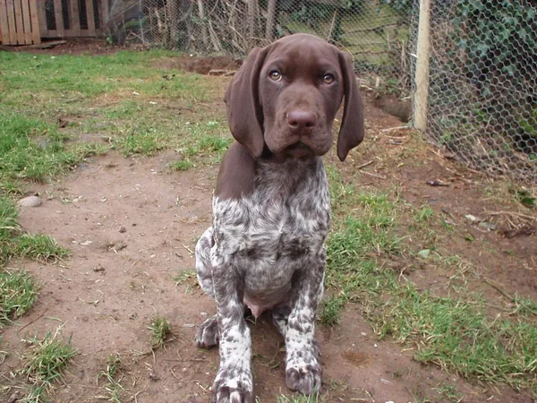 German Short Haired Pointer #30, a German Shorthaired Pointer in the PetMatch pool